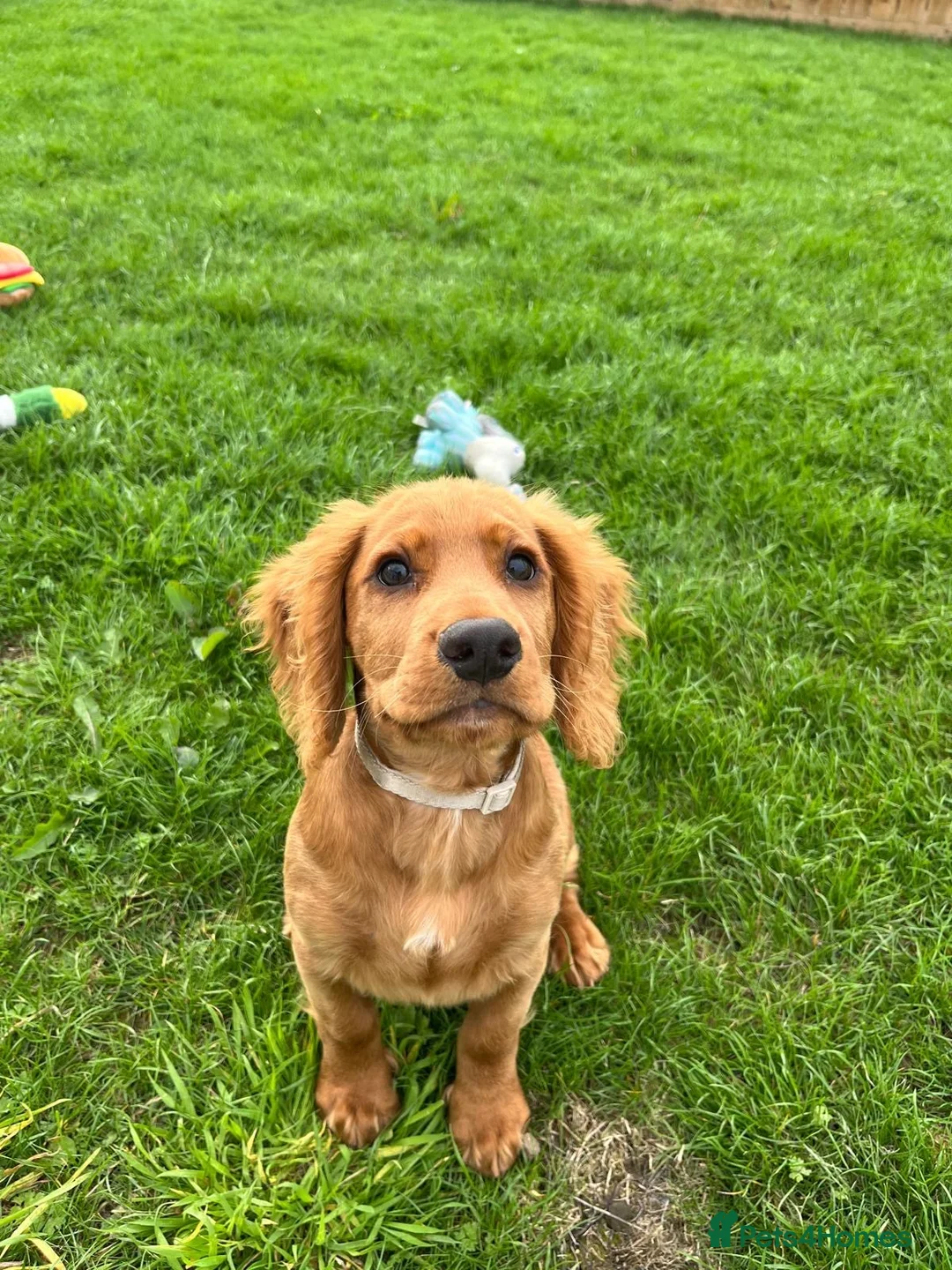 Cocker Spaniel dogs for sale: KC REGISTERED WORKING COCKER PUPPY  - Advert 8