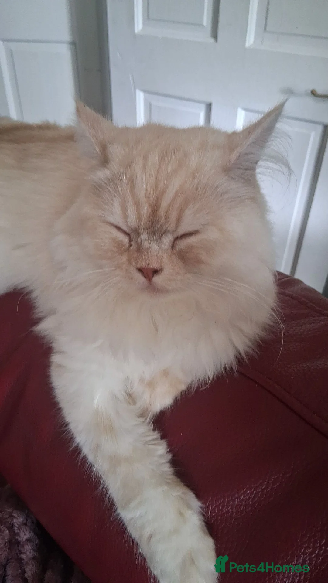 Persian cats for sale: Sad sale of this beautiful boy - Advert 1