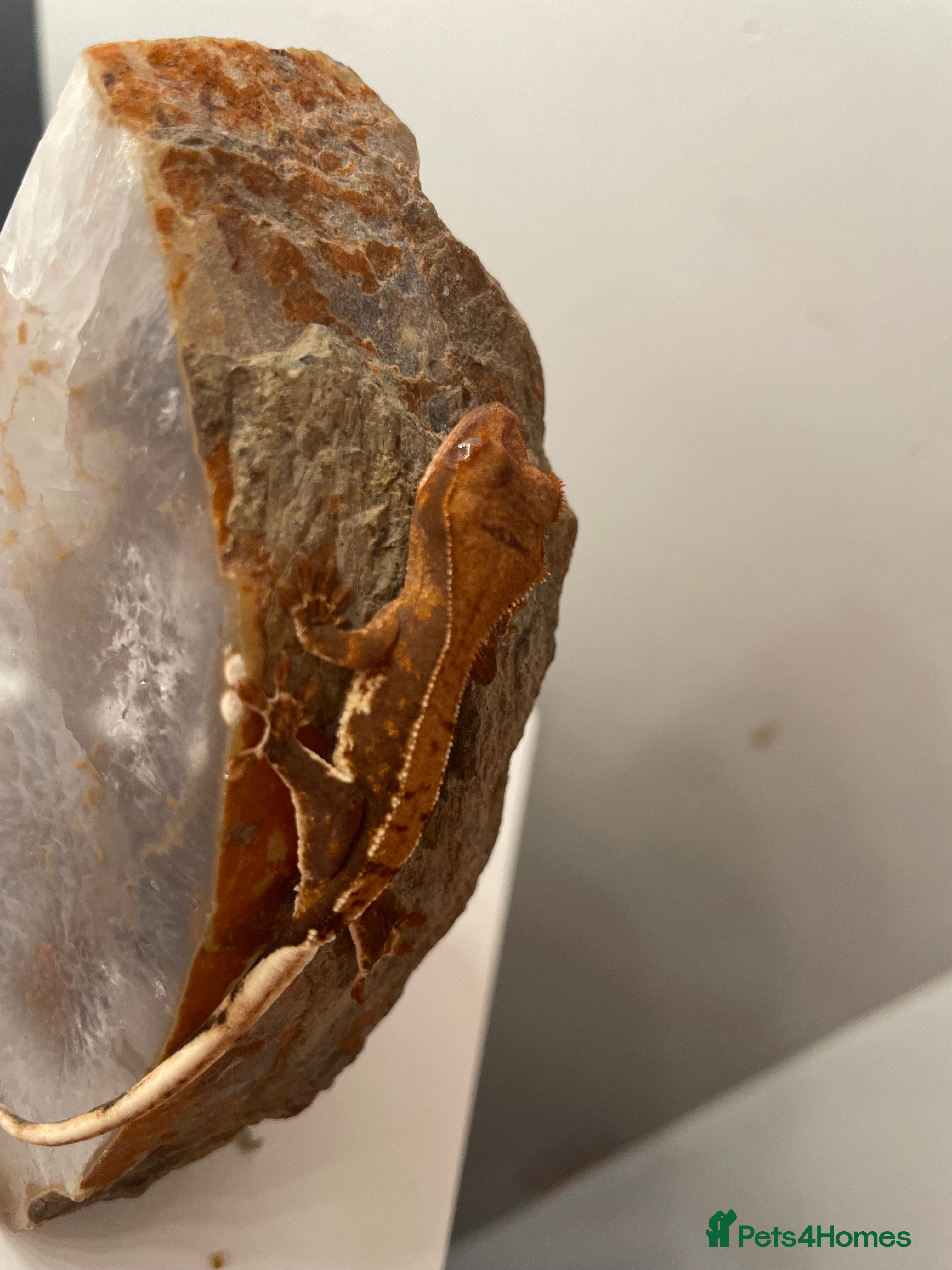 Gecko reptiles Crested gecko babies - Advert 14