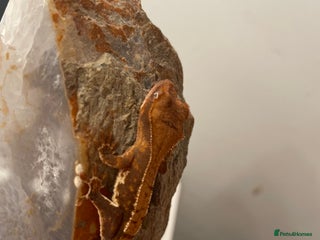 Gecko reptiles Crested gecko babies - Advert 1