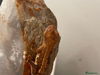 Gecko reptiles Crested gecko babies - Advert 12