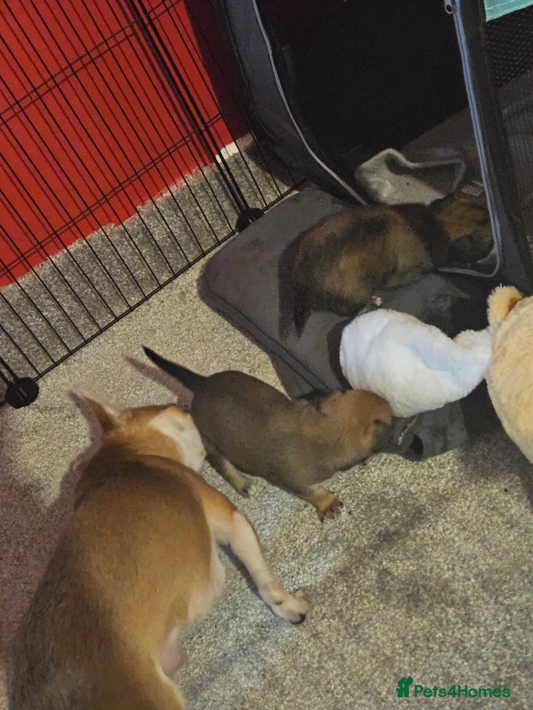 Chihuahua dogs for sale: 2x 13 old week beautiful Chihuahua Pups for sale  - Advert 21