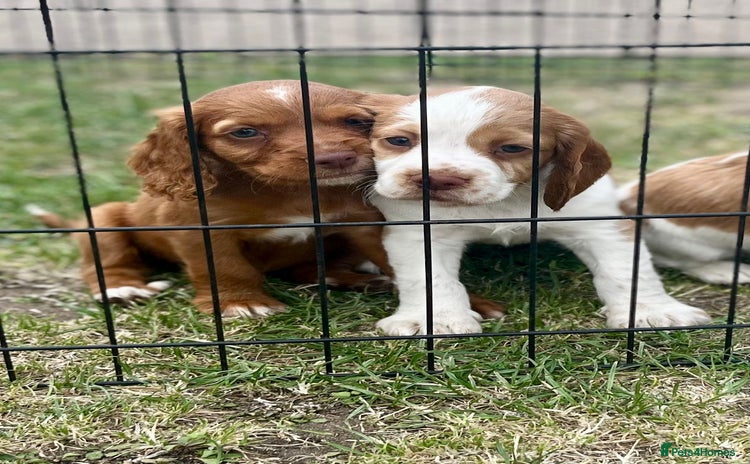 Cocker Spaniel dogs - Advert 15