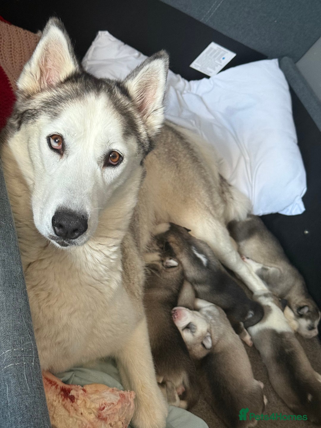 Siberian Husky dogs for sale: Male Siberian Husky Pups  - Image 12