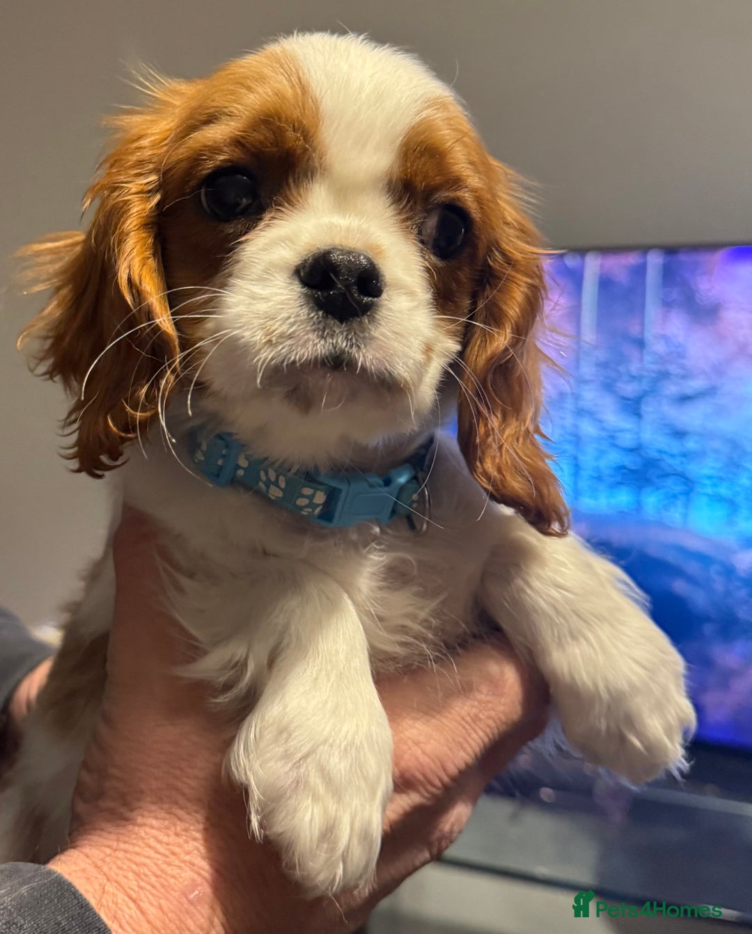 Cavalier King Charles Spaniel dogs for sale: ADORABLE HEALTH CLEAR CAVALIER KING CHARLES  - Advert 11
