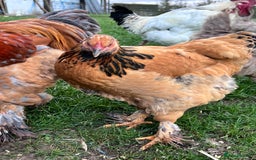 Hens poultry for sale: Beautiful Brahmas 4hens & 3 stunning cockerels  - Image 6