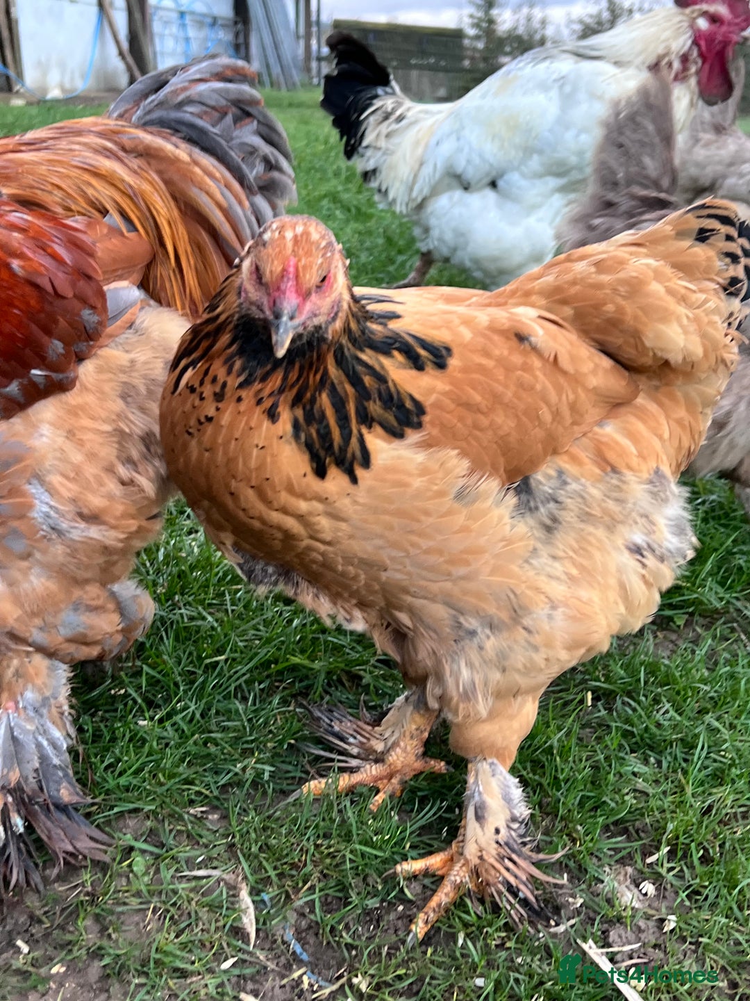 Hens poultry for sale: Beautiful Brahmas 4hens & 3 stunning cockerels  - Image 6