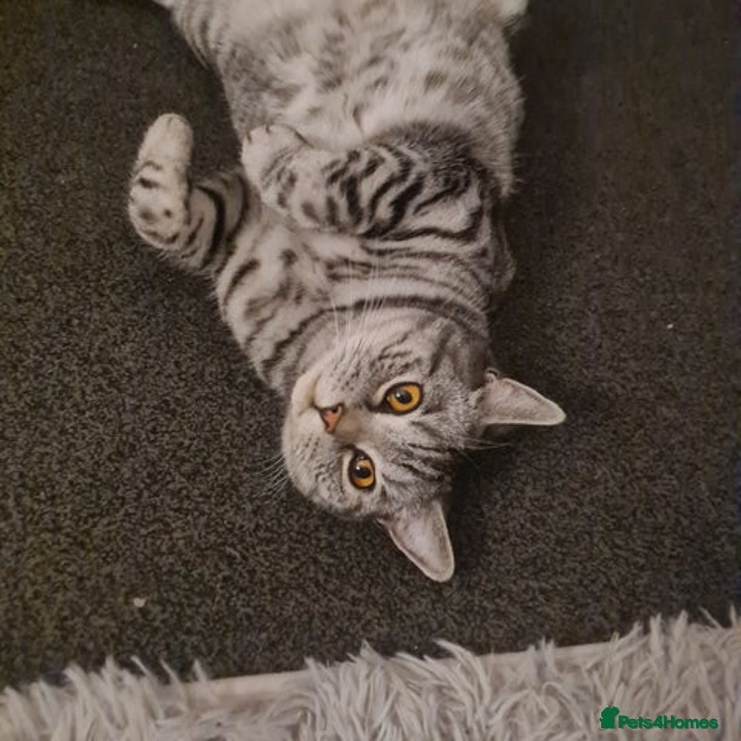 British Shorthair cats for sale: Beautiful British blue bella - Image 5