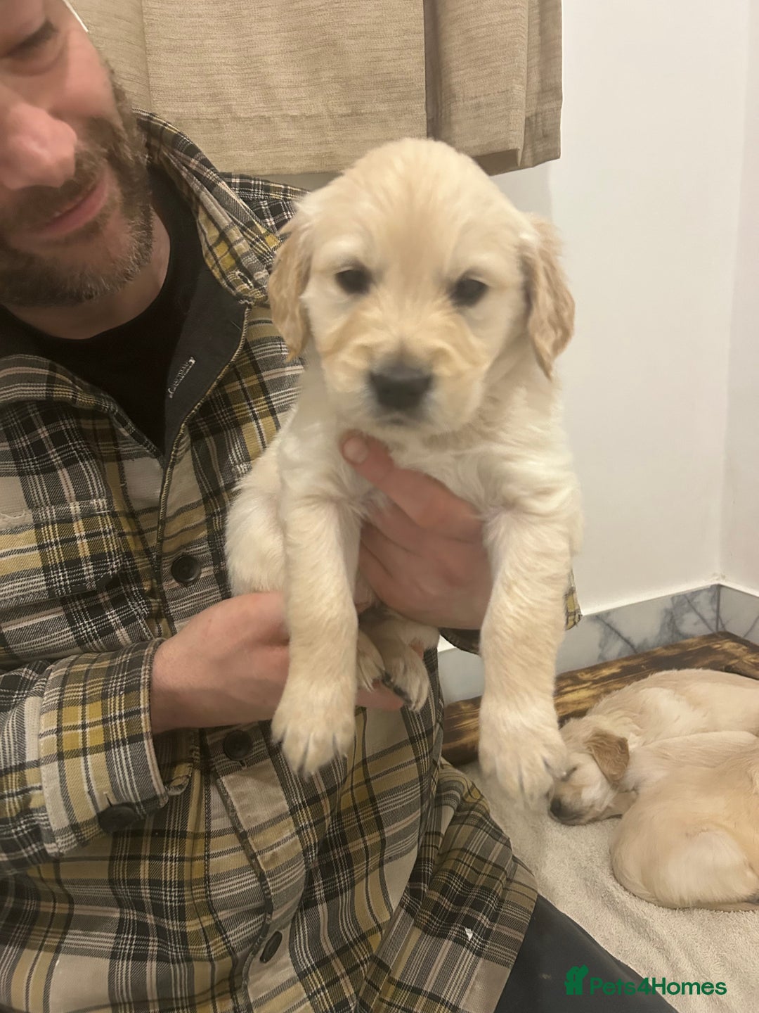 Golden Retriever dogs for sale: Pure breed, show line, ready 23/12/25  - Advert 10