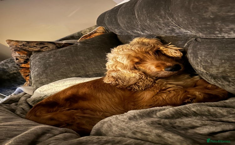 Cocker Spaniel dogs - Advert 9