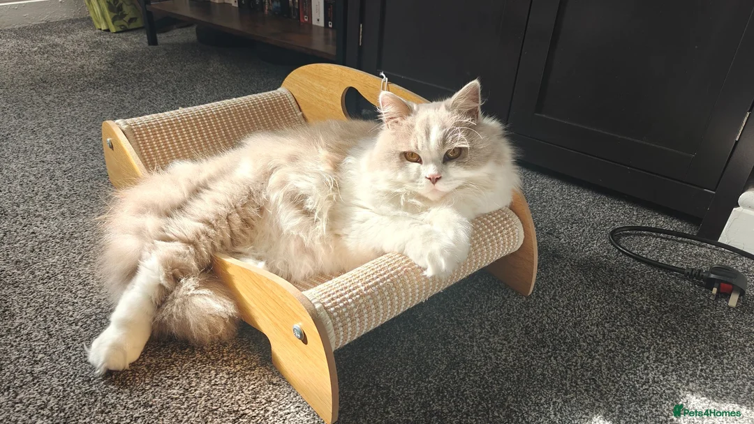 British Longhair cats for sale: Lilac & White Bicolour British Longhair  - Advert 2