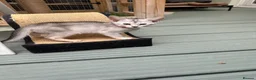 Abyssinian cats for sale: Silver Abyssinian kittens  - Advert 17