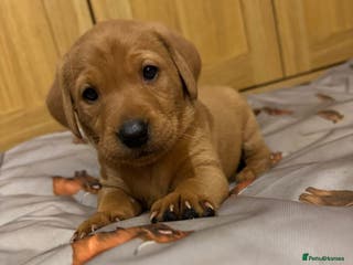Labrador Retriever dogs Stunning 5* KC registered Fox Red Labradors - Advert 15