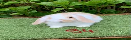 Mini Lop rabbits for sale: Pure bred mini lop baby Rabbits. - Advert 7