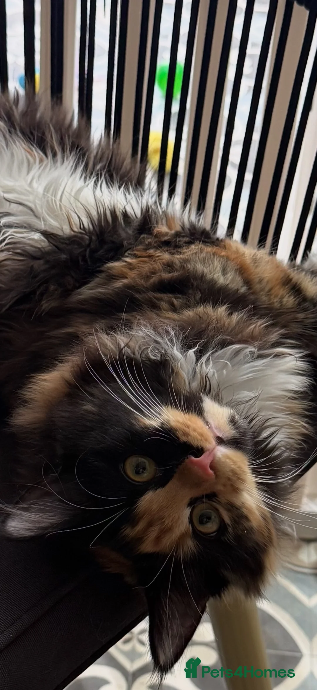 Maine Coon cats for sale: Meet Mavis she was born on 7th March 2026  in Chelmsford - Advert 2