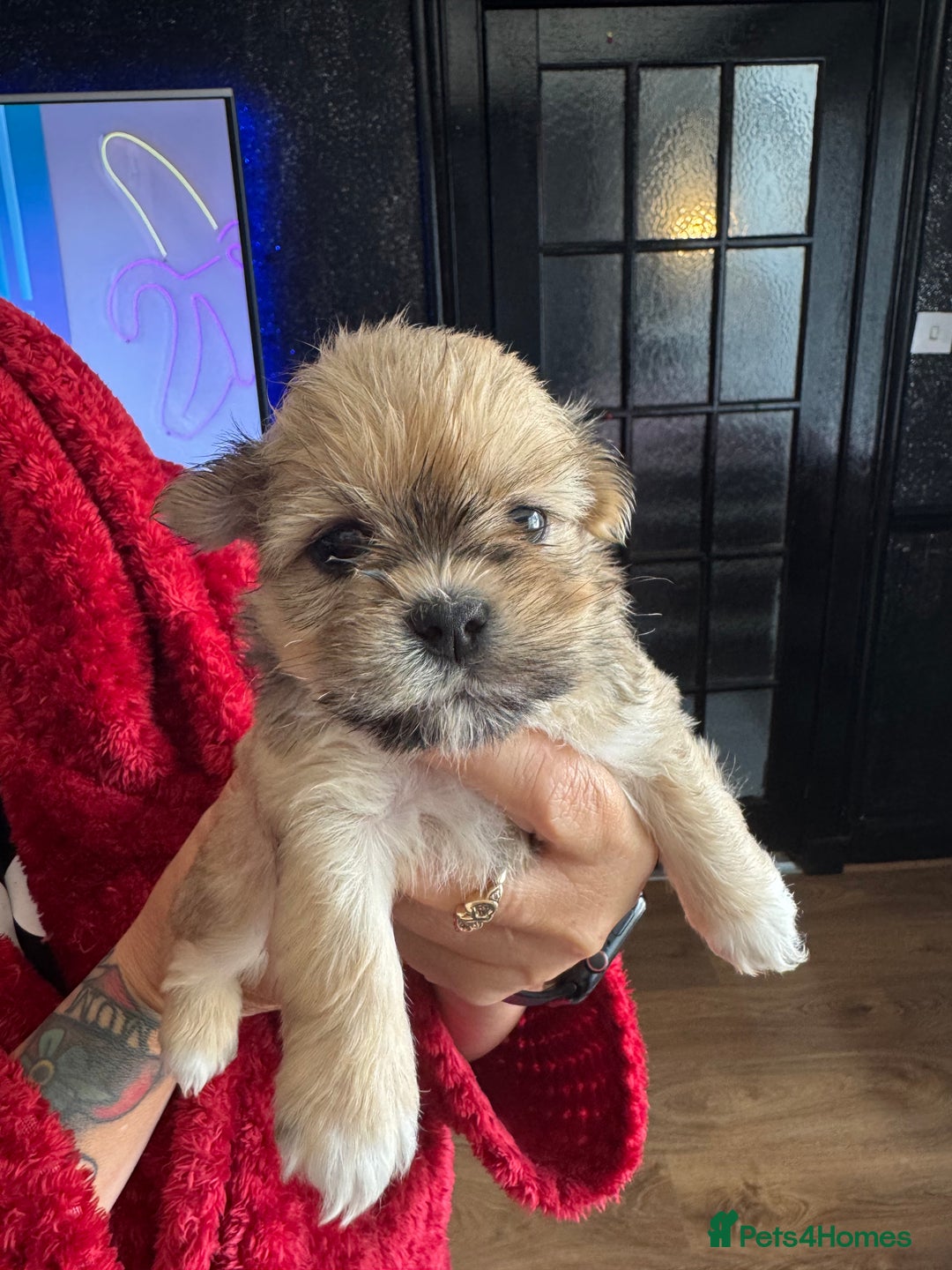 Lhasa Apso dogs for sale: Lhasa apso - Image 4