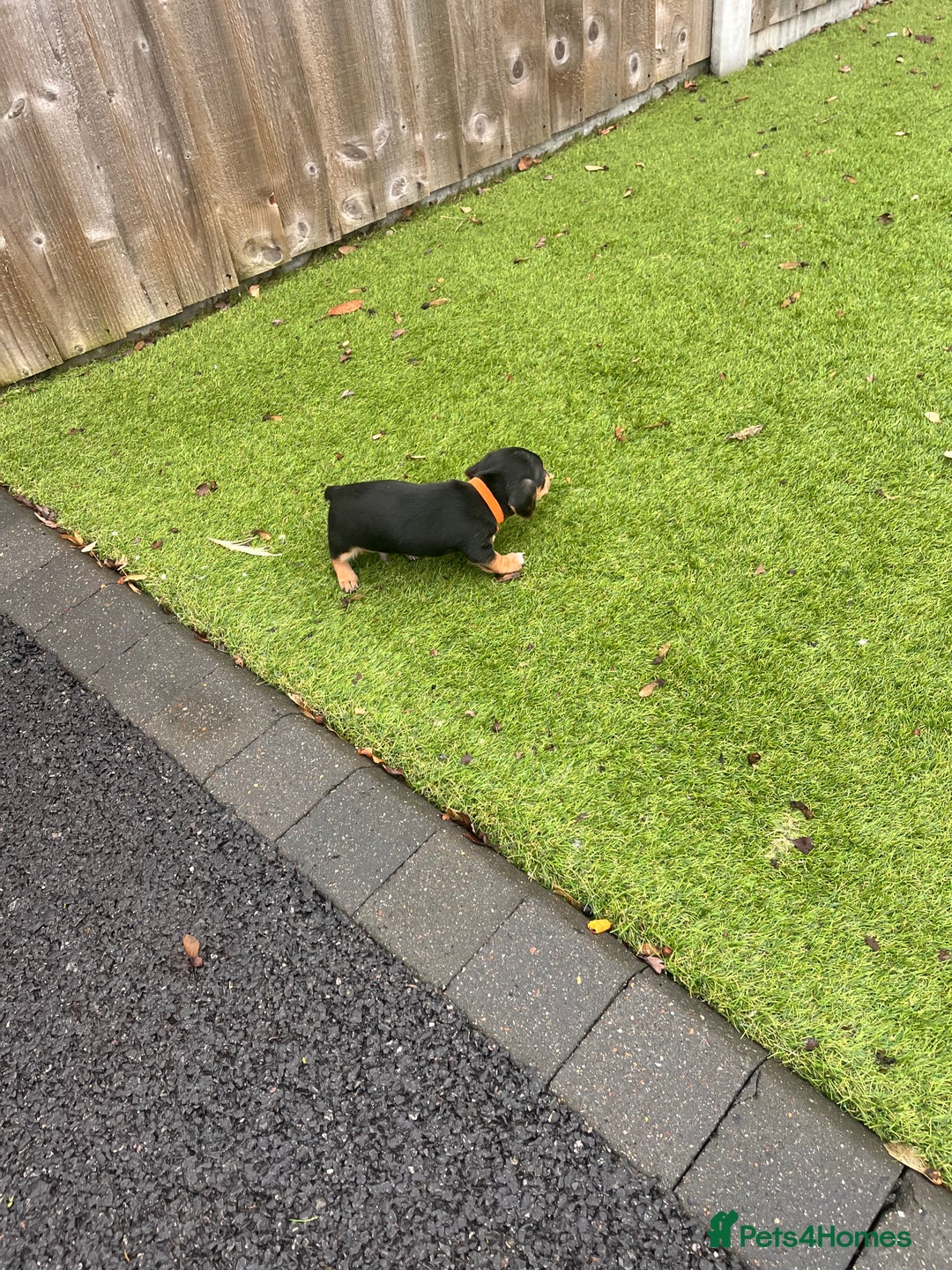 Mixed Breed dogs for sale: 5 beautiful jackshund puppies for sale - Advert 8