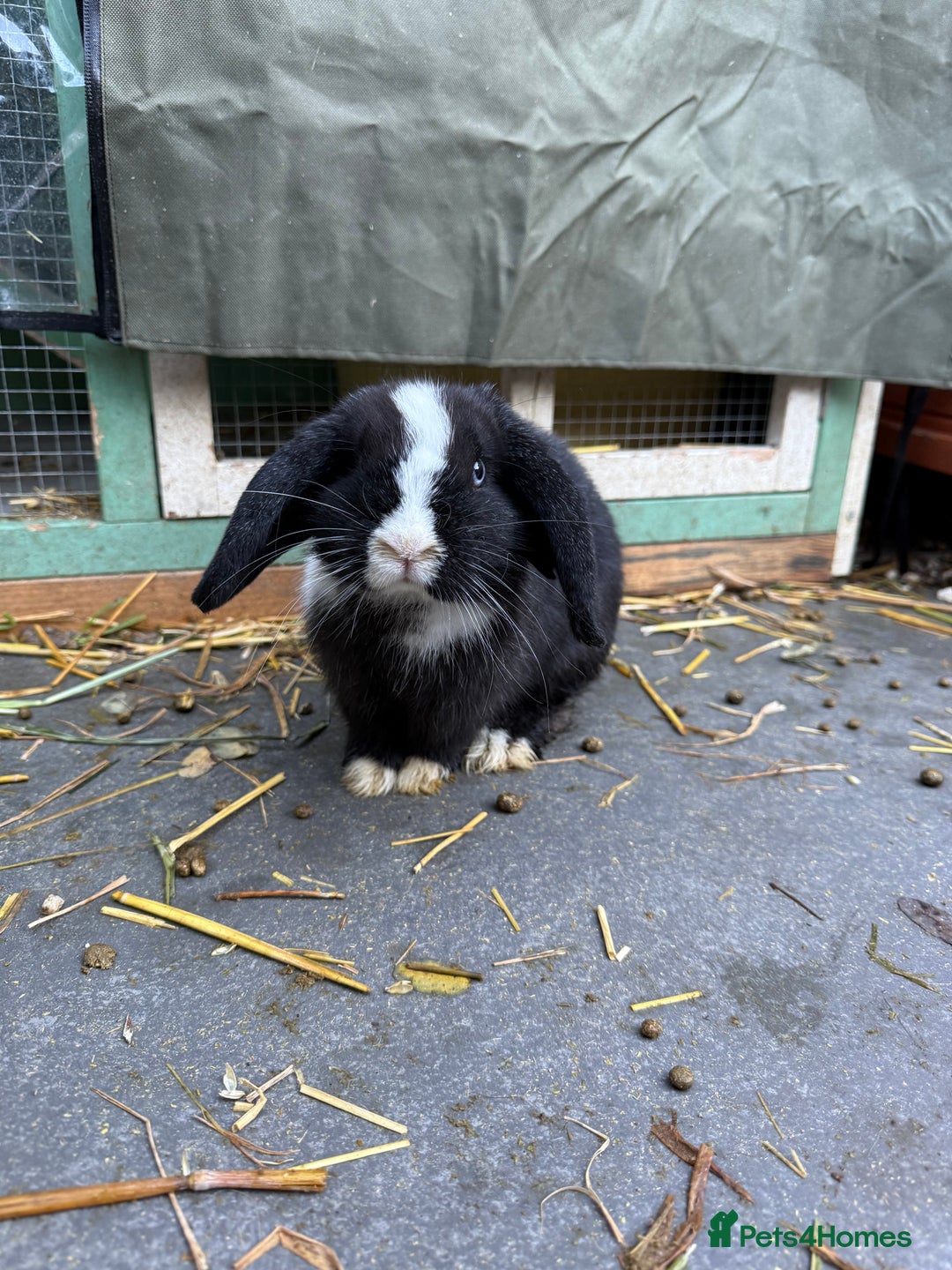 Mini Lop rabbits for sale: VACCINATED 2 Bucks Mini lops 🩵 - Image 5