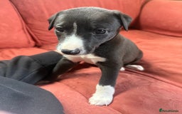 Mixed Breed dogs for sale: Whippet x greyhound puppies  - Image 27
