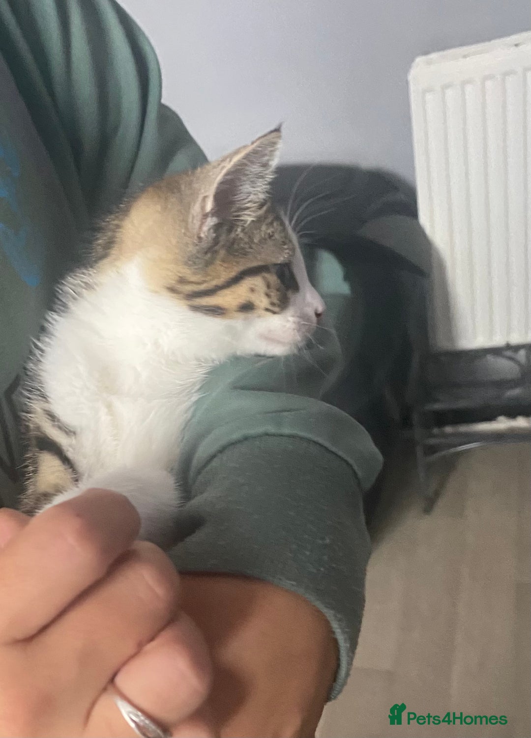 Mixed Breed cats for sale: 10 weeks old kittens ready to leave  - Image 4