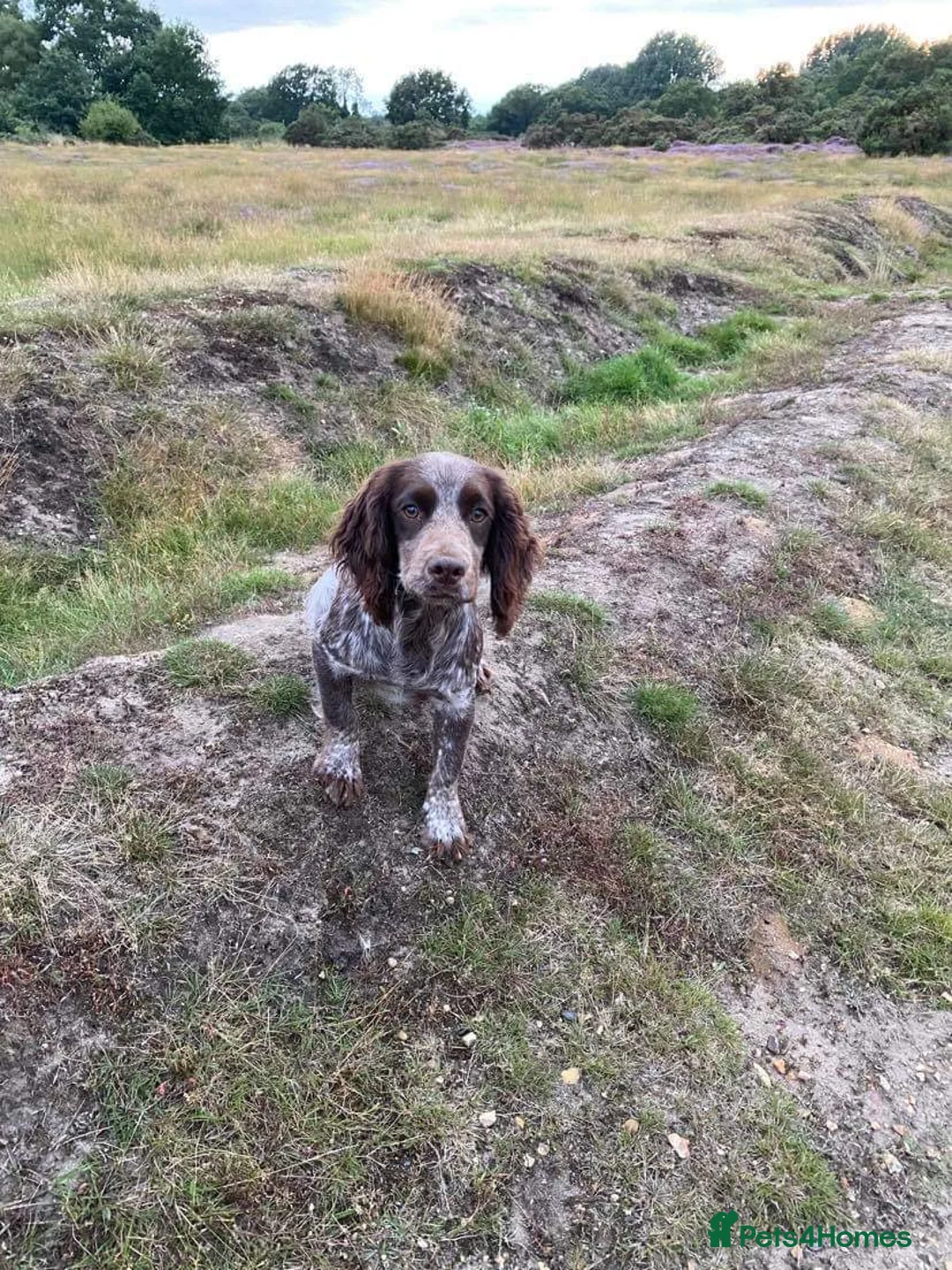 Cocker Spaniel dogs for stud: Working Cocker Gonio✅BVA eye tested✅ Hips/Elbows✅ in Pickering - Advert 5