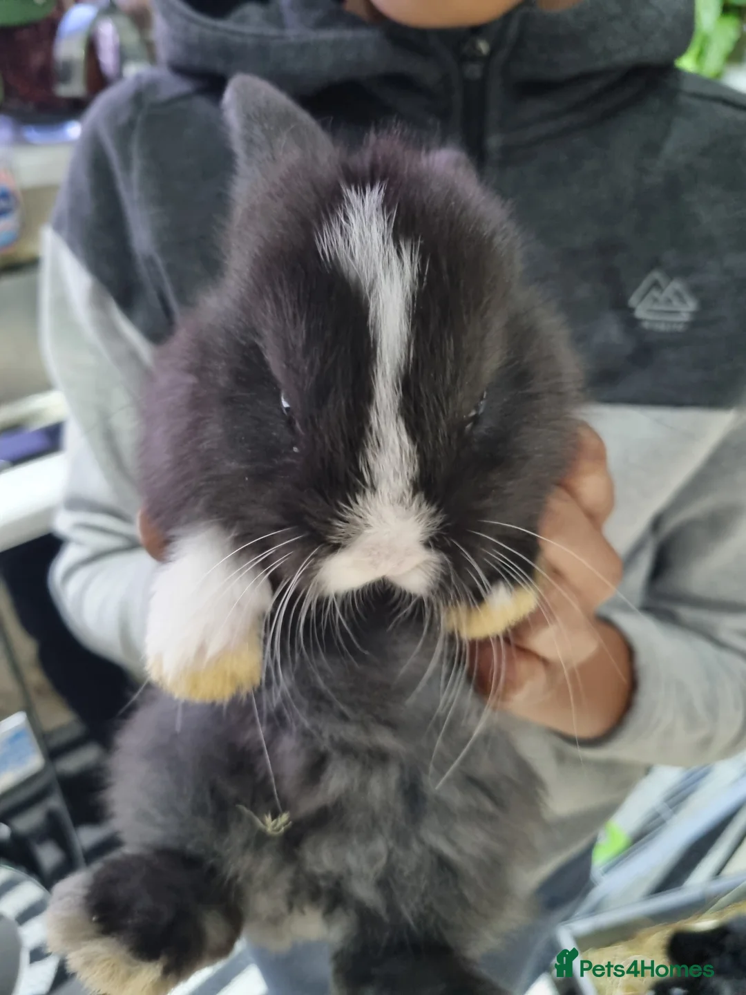 Silver Fox rabbits for sale: Silver Fox babies - Advert 1