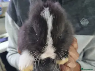 Silver Fox rabbits Silver Fox babies in Knottingley - Advert 1