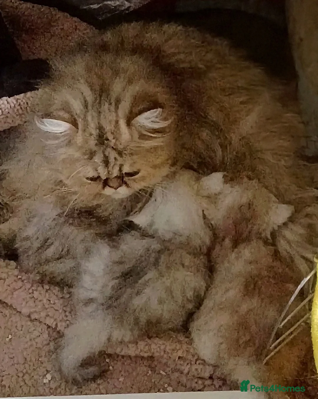 Persian cats for sale: ♦🍒White tipped Persian kittens ready now - Advert 16