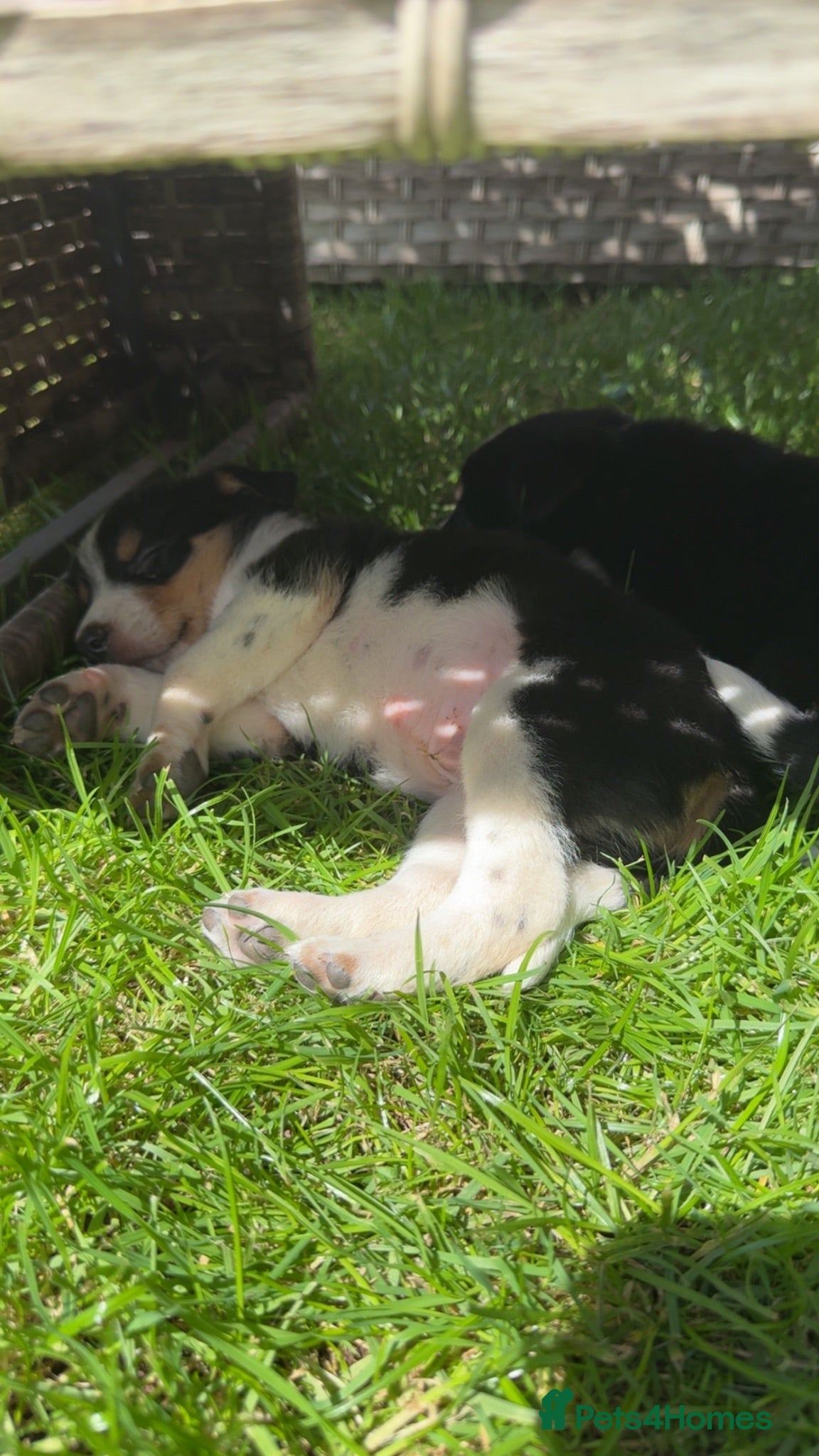 Border Collie dogs Border collie pups ready to leave 3rd july - Advert 1