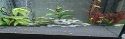 Cichlids fish for sale: Yellow Labs Cichlids - Advert 3
