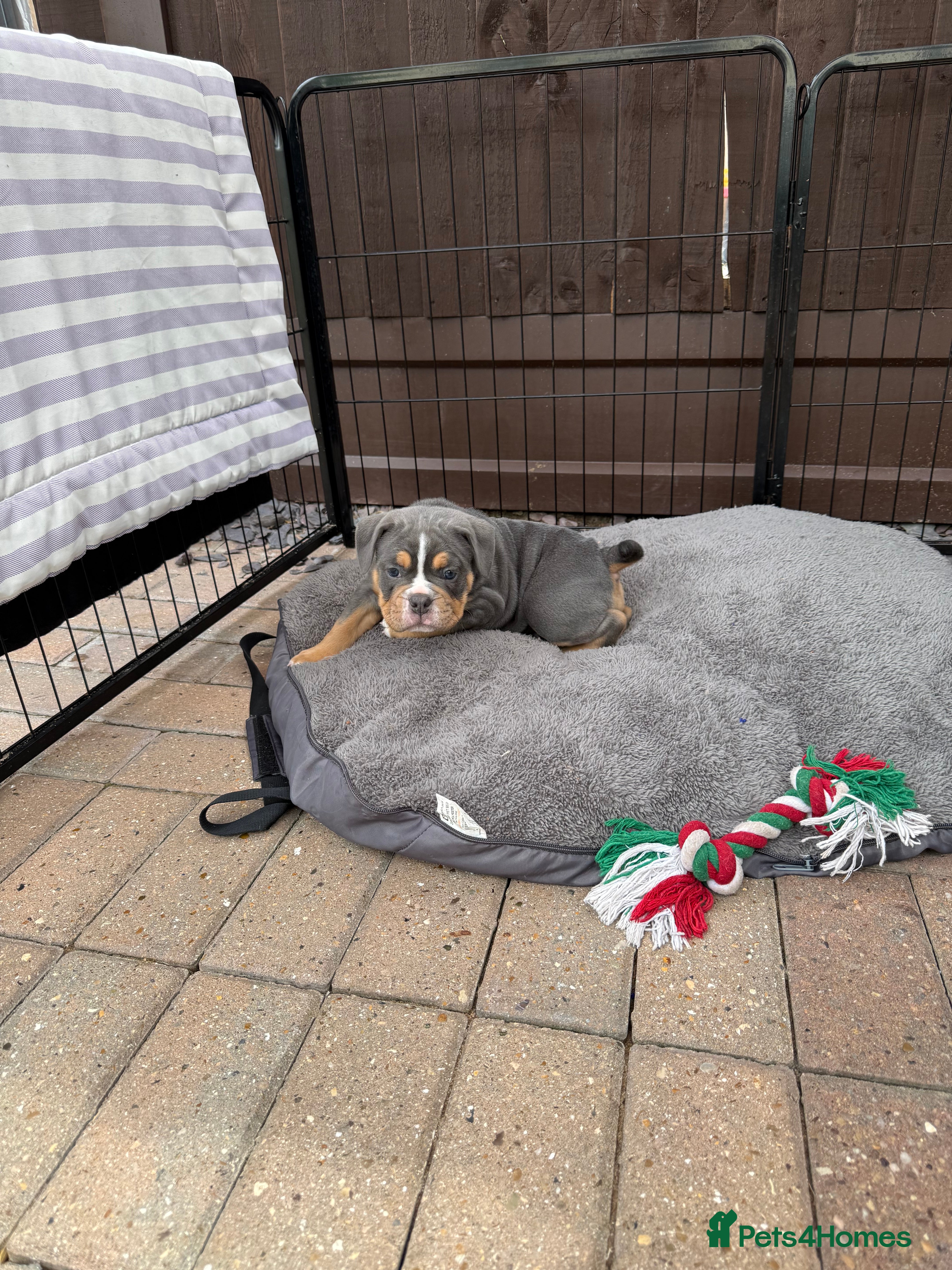 Olde English Bulldogge dogs Olde English Bulldogge, Mix Colours & Fluffy Gene - Advert 2