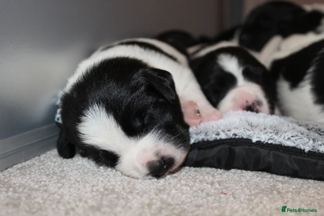 Sprollie dogs for sale: Intelligent & Affectionate Sprollie Puppies  - Advert 10