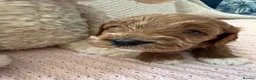 Cavapoo dogs for sale: Cavapoo girls  - Advert 12