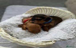 Cockapoo dogs for sale: 🌟 8 beautiful F1 b cockapoo puppies 🌟 - Image 10