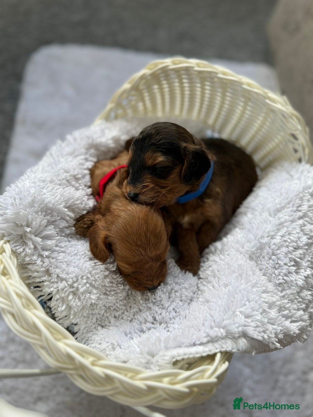 Cockapoo dogs for sale: 🌟 8 beautiful F1 b cockapoo puppies 🌟 - Image 10
