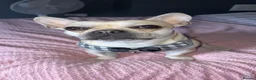 Mixed Breed dogs for sale: Frenchie Cross  - Advert 12