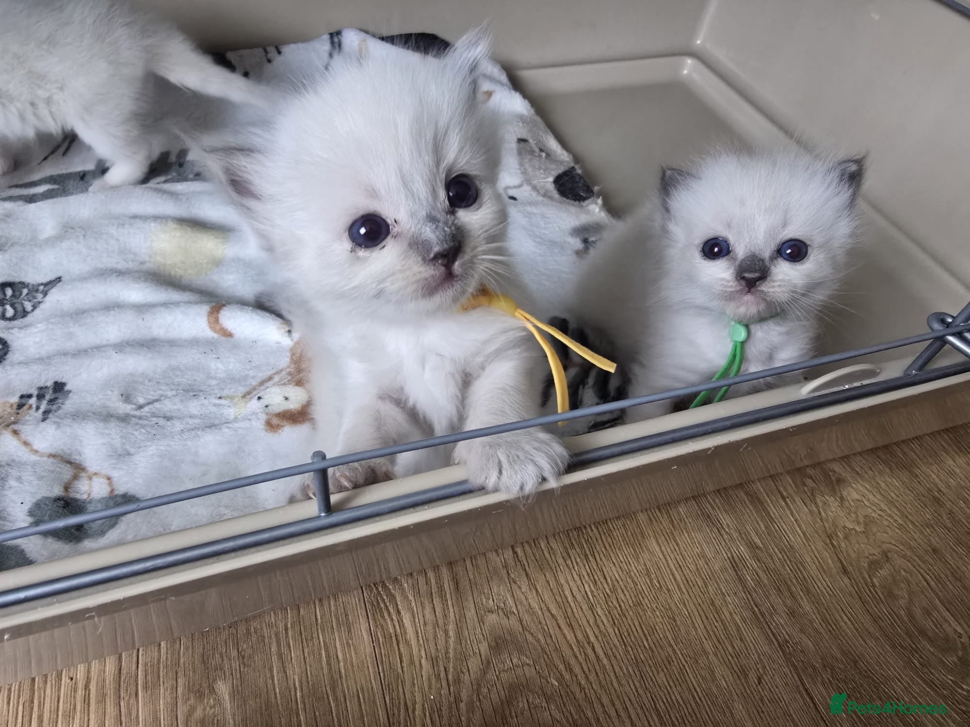 Ragdoll cats GCCF RAGDOLL KITTENS - Advert 1