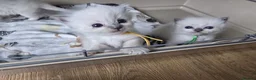 Ragdoll cats for sale: GCCF RAGDOLL KITTENS - Advert 2