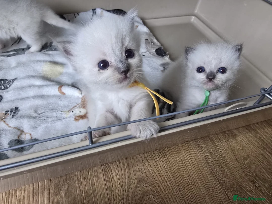Ragdoll cats for sale: GCCF RAGDOLL KITTENS - Advert 2