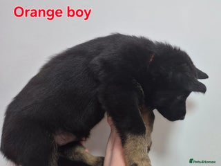 German Shepherd dogs Left last 3 puppies German Shepherd puppies - Advert 16