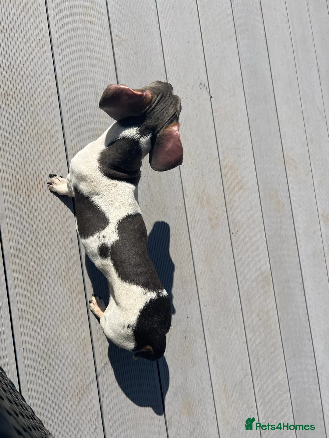 Miniature Dachshund dogs for stud: Tiny Piebald Stud with Free Ovulation Testing  in Stockton-on-Tees - Advert 8