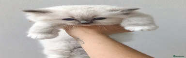 Ragdoll 1