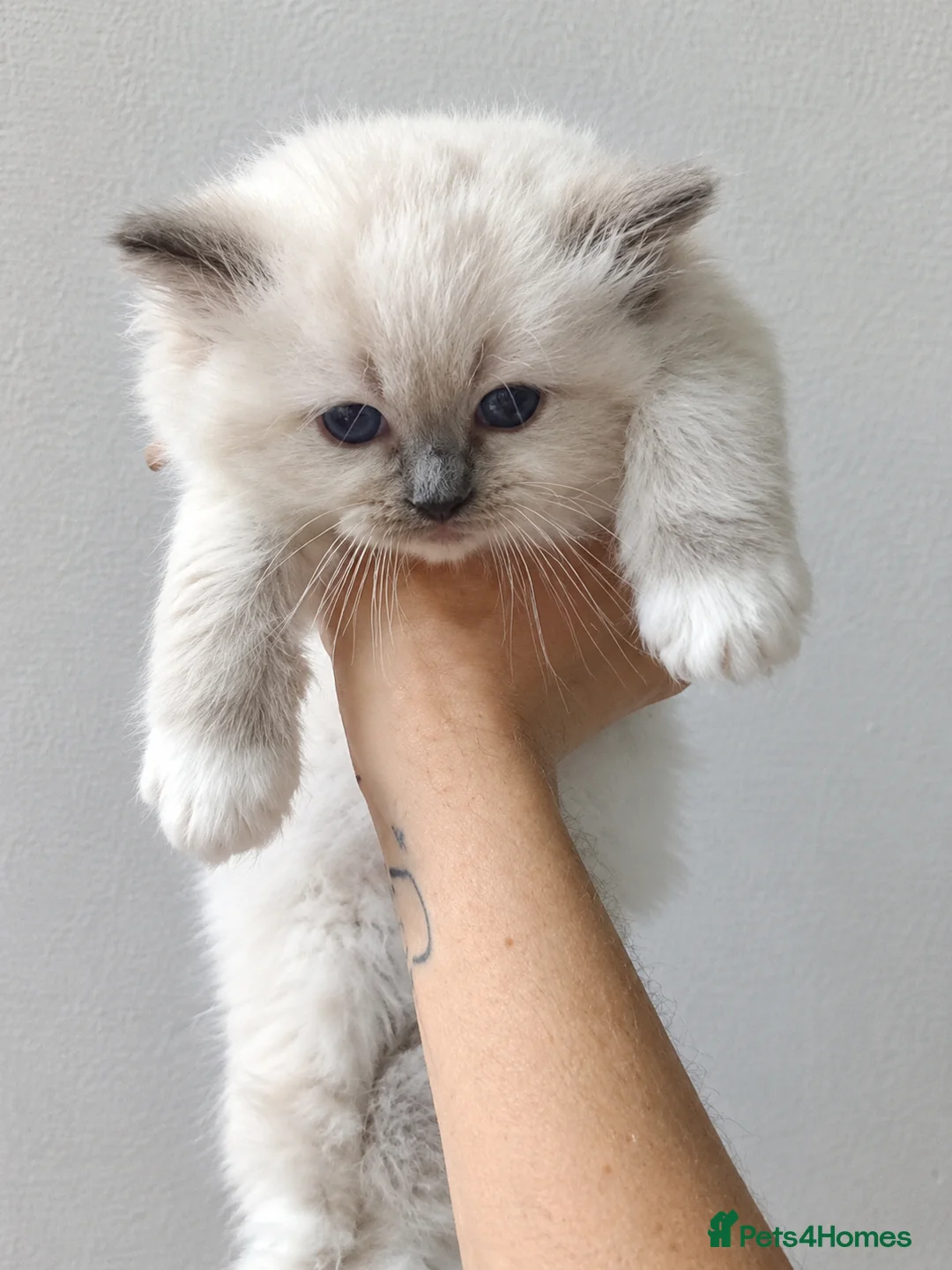 Ragdoll cats for sale: Registered ragdoll tica - Advert 6