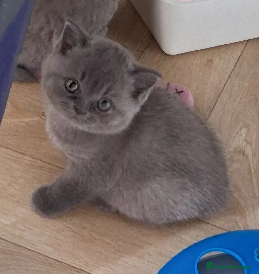 British Shorthair cats for sale: British shorthair kittens - Advert 2