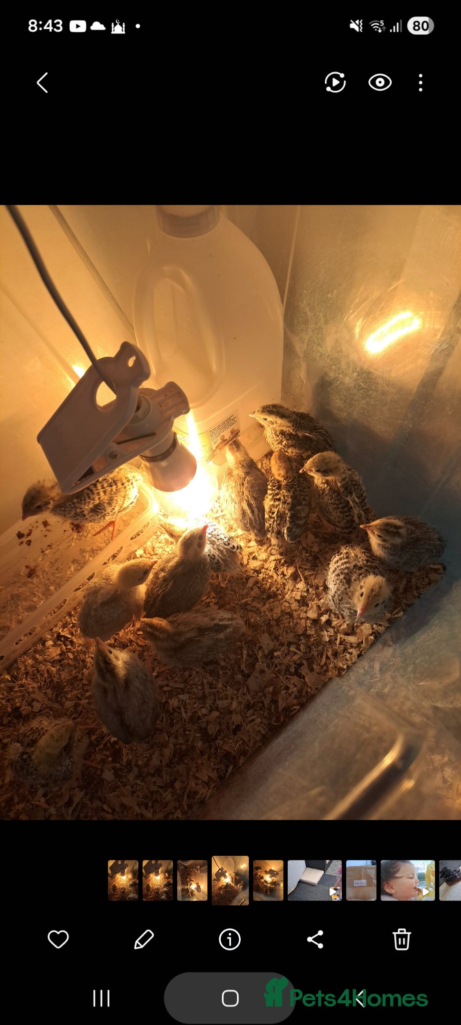 Quail poultry Quail chicks for sale - Advert 3