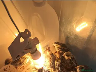 Quail poultry Quail chicks for sale - Advert 3