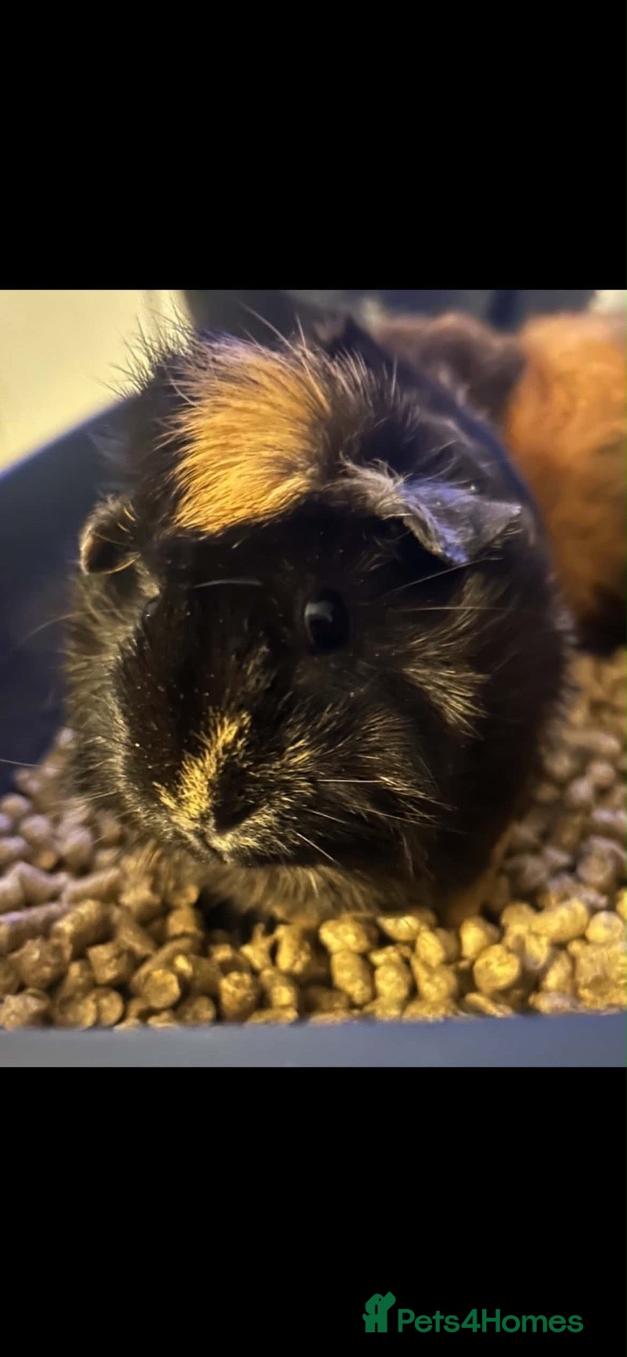 Guinea Pig rodents Bonded pair of young female Guinea pigs  - Advert 2