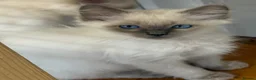 Ragdoll cats for sale: Beautiful ragdoll kittens  - Advert 20