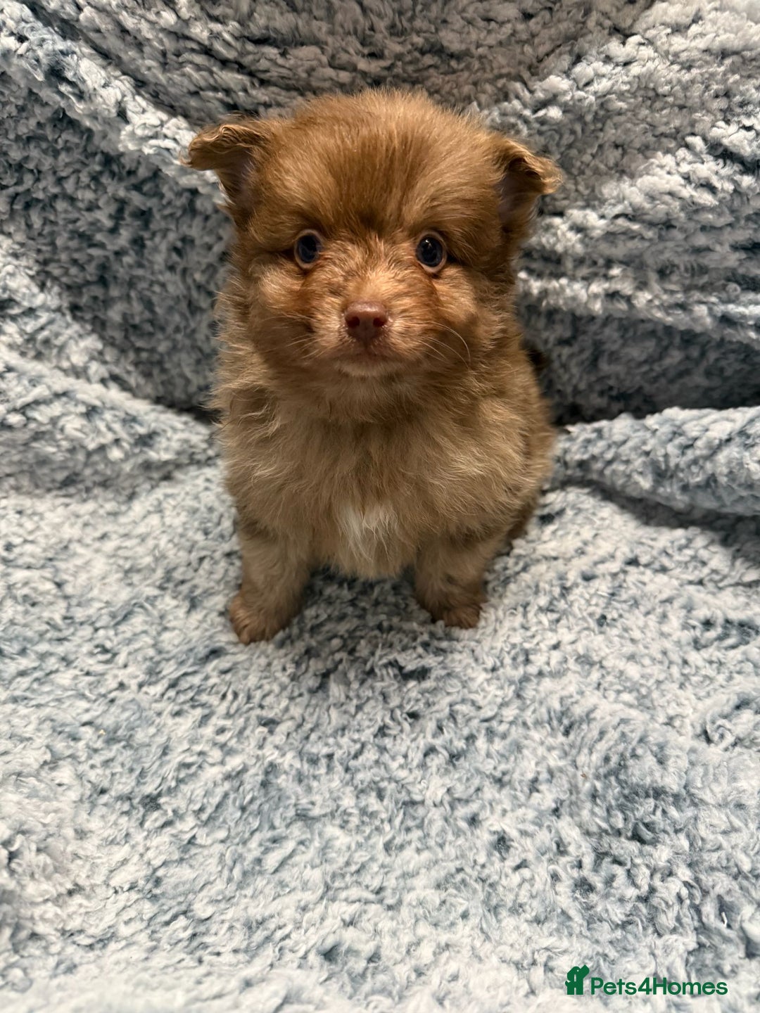 Pomeranian dogs for sale: Puppies Ready for new homes  - Advert 22