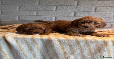 Cockapoo dogs - Advert 1
